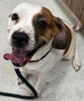 Buttercup -  Terrier and Mixed Breed Dog for Adoption in Honolulu, Hawaii - Buttercup | PetCurious