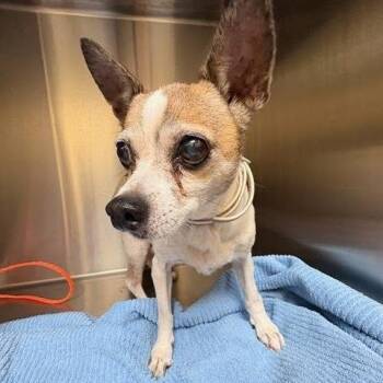 Chelsea -  Chihuahua Dog for Adoption in Ramona, California - Chelsea | PetCurious