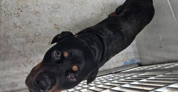 Athena -  Rottweiler Dog for Adoption in Mocksville, North Carolina - Athena | PetCurious