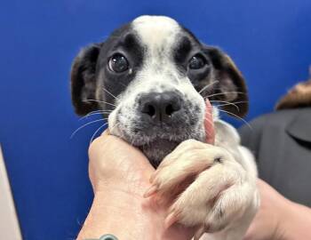 Daisy -  Boxer and Labrador Retriever Dog for Adoption in Columbus, Indiana - Daisy | PetCurious