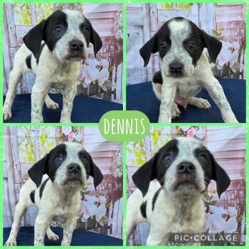 Australian Cattle Dog Blue Heeler Dogs Available for Adoption - Dennis | PetCurious