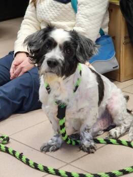 Rescue Bichon Frise and Terrier Dogs for Adoption in Philadelphia, Pennsylvania - Bruno | PetCurious