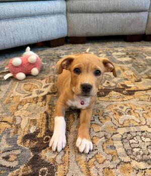 Alice Mae -  Mixed Breed Dog for Adoption in Conway, South Carolina - Alice Mae | PetCurious