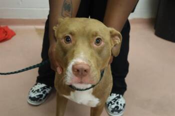 SWEETNESS -  Mixed Breed Dog for Adoption in Columbia, South Carolina - SWEETNESS | PetCurious