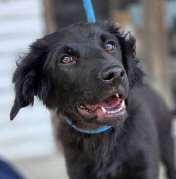 Labrador Retriever and Spaniel Dogs Available for Adoption in Washington, District Of Columbia - Pup Figaro | PetCurious