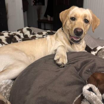 Labrador Retriever Dogs Available for Adoption in Glenfield, New York - Daisy | PetCurious
