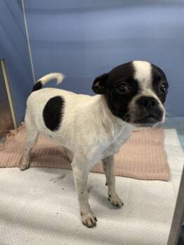 Rescue Boston Terrier and Mixed Breed Dogs for Adoption in San Bernardino, California - OREO | PetCurious