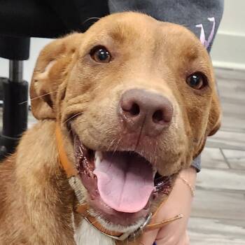 Tessa -  Nova Scotia Duck Tolling Retriever and Labrador Retriever Dog for Adoption in Andover, Massachusetts - Tessa | PetCurious