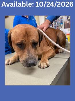 Dog Kennel #30 -  Catahoula Leopard Dog and Mixed Breed Dog for Adoption in Greenville, Texas - Dog Kennel #30 | PetCurious