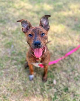 Australian Cattle Dog Blue Heeler and Cattle Dog Dogs Available for Adoption in Phoenix, Arizona - Skrrt | PetCurious
