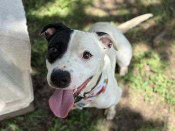 BOMBER -  Pit Bull Terrier and Mixed Breed Dog for Adoption in Tulsa, Oklahoma - BOMBER | PetCurious
