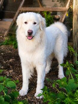Great Pyrenees Dogs Available for Adoption in Brookeville, Maryland - Casper | PetCurious