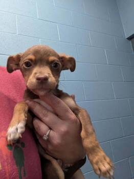 Mixed Breed Dogs Available for Adoption in Evansville, Indiana - Prince | PetCurious