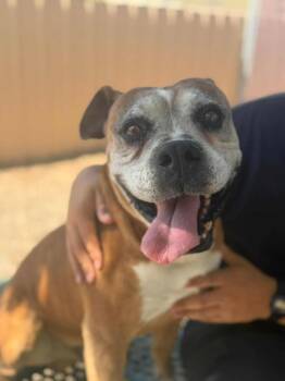 Howard -  Boxer Dog for Adoption in Denver, Colorado - Howard | PetCurious