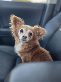 Poppy -  Pomeranian and Papillon Dog Available for Adoption in Clovis, California - Poppy | PetCurious