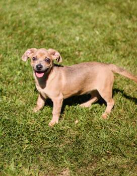 Goby -  Puggle and Chihuahua Dog for Adoption in Battle Creek, Michigan - Goby | PetCurious