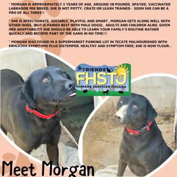Rescue Black Labrador Retriever Dogs for Adoption in San Diego, California - Morgan | PetCurious