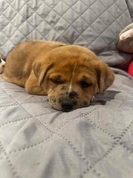 Boxer and Pit Bull Terrier Dogs Available for Adoption - BELFORD | PetCurious