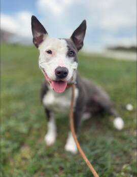 Maxine -  Mixed Breed Dog for Adoption in Umatilla, Florida - Maxine | PetCurious