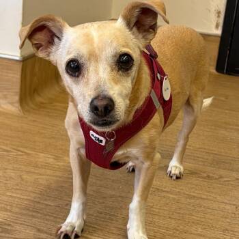Faith 14442 -  Chihuahua Dog for Adoption in San Francisco, California - Faith 14442 | PetCurious
