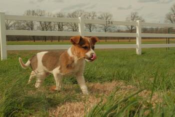 Mixed Breed Dogs Available for Adoption - Wilson | PetCurious