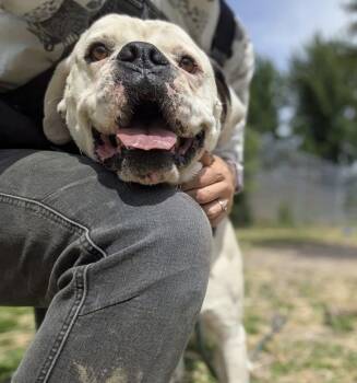 Deangelo -  Boxer Dog for Adoption in Chicago, Illinois - Deangelo | PetCurious