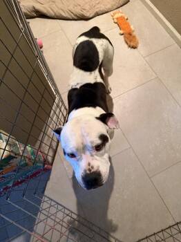Pit Bull Terrier Dogs Available for Adoption in Broomfield, Colorado - TITUS | PetCurious