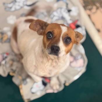 Amber -  Feist and Mixed Breed Dog for Adoption in Starkville, Mississippi - Amber | PetCurious