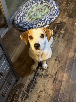 Cookie -  Beagle and Mixed Breed Dog for Adoption in Irwin, Pennsylvania - Cookie | PetCurious