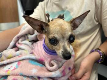 A384974 -  Chihuahua Dog for Adoption in Ocala, Florida - A384974 | PetCurious