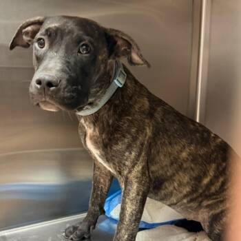 Barry -  Mixed Breed Dog for Adoption in Columbus, Georgia - Barry | PetCurious