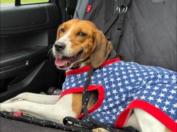 Rescue Treeing Walker Coonhound Dogs for Adoption in Perkasie, Pennsylvania - Honeysuckle | PetCurious