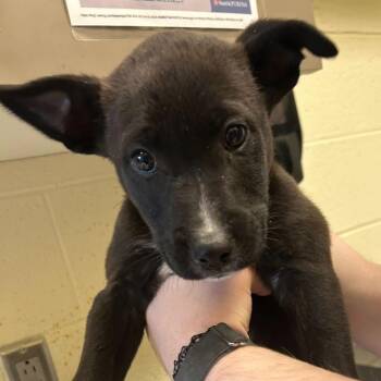 Mixed Breed Dogs Available for Adoption - January | PetCurious