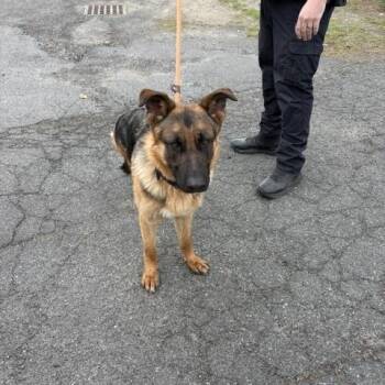 German Shepherd Dog Dogs Available for Adoption in Montague, Massachusetts - Tracker | PetCurious
