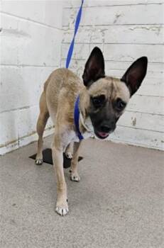 XAVIER -  Chihuahua and Mixed Breed Dog for Adoption in San Bernardino, California - XAVIER | PetCurious