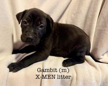 Shepherd and Labrador Retriever Dogs Available for Adoption in Cloquet, Minnesota - Gambit | PetCurious