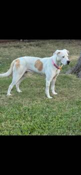 Rescue Labrador Retriever Dogs for Adoption in Dallas, Texas - Ellie Belle | PetCurious
