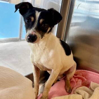 Mixed Breed Dogs Available for Adoption in Las Cruces, New Mexico - Spotter | PetCurious
