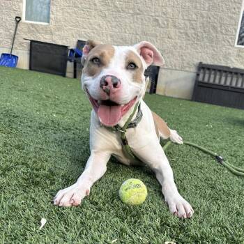 Ripley -  Pit Bull Terrier Dog for Adoption in Belleville, Illinois - Ripley | PetCurious