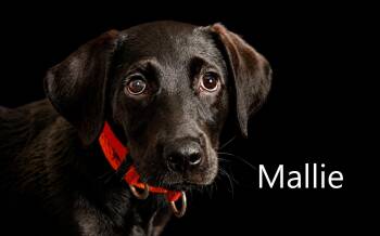 Mallie -  Retriever Dog for Adoption in Mount Vernon, Ohio - Mallie | PetCurious