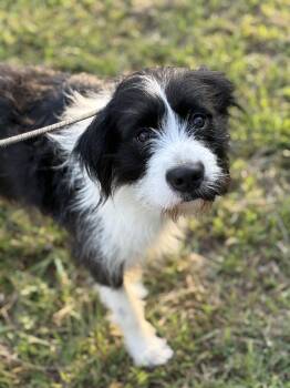 Rescue Border Terrier Dogs for Adoption in New Orleans, Louisiana - Jeeves | PetCurious