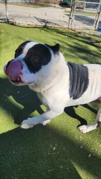 American Bulldog and Pit Bull Terrier Dogs Available for Adoption - Draco | PetCurious