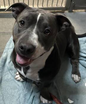 PEPPERMINT PATTY* -  Staffordshire Bull Terrier and Mixed Breed Dog for Adoption in Santa Cruz, California - PEPPERMINT PATTY* | PetCurious