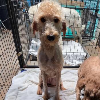 Golden Retriever and Poodle Dogs Available for Adoption - Sunshine | PetCurious