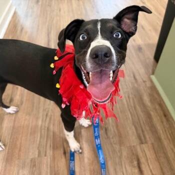 Tia Miss Adventure Girl -  Labrador Retriever and Husky Dog for Adoption in Friendswood, Texas - Tia Miss Adventure Girl | PetCurious