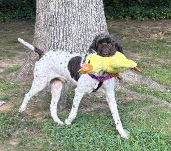 Asher -  Labradoodle Dog for Adoption in Atlanta, Georgia - Asher | PetCurious