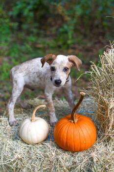 Rescue Australian Cattle Dog Blue Heeler and Hound Dogs for Adoption in Bonifay, Florida - Patrick (Coming Soon) | PetCurious