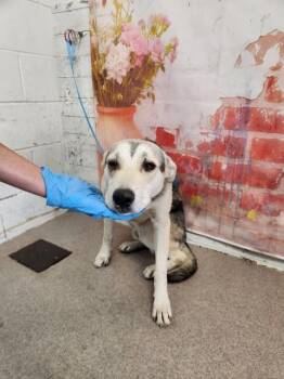 DEAN -  German Shepherd Dog and Pit Bull Terrier Dog for Adoption in San Bernardino, California - DEAN | PetCurious