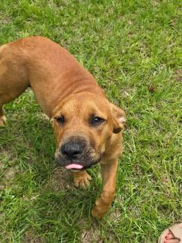 Isabee -  Labrador Retriever Dog for Adoption in Mobile, Alabama - Isabee | PetCurious