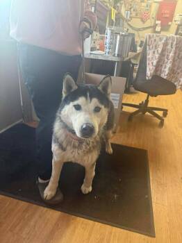 Cherokee -  Husky Dog for Adoption in Greensburg, Indiana - Cherokee | PetCurious